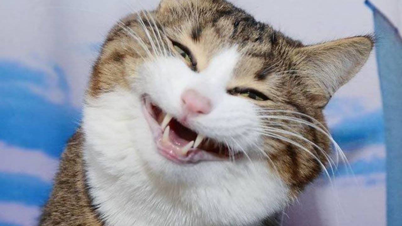 ПРИКОЛЫ С ЖИВОТНЫМИ ДО СЛЕЗ #172 Смешные КОТЫ И СОБАКИ  Приколы