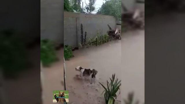 Никто так не радуется дождю