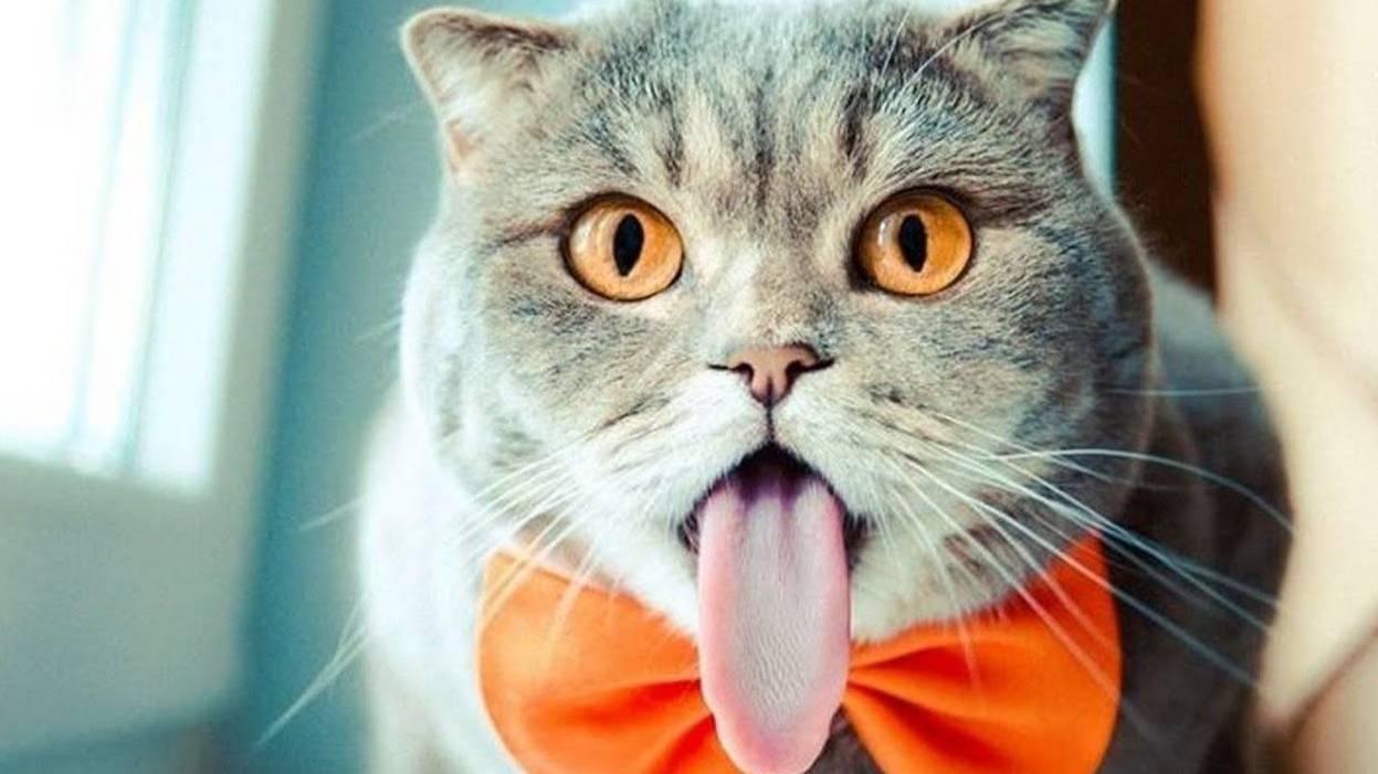ПРИКОЛЫ С ЖИВОТНЫМИ ДО СЛЕЗ #180 Смешные КОТЫ И СОБАКИ  Приколы