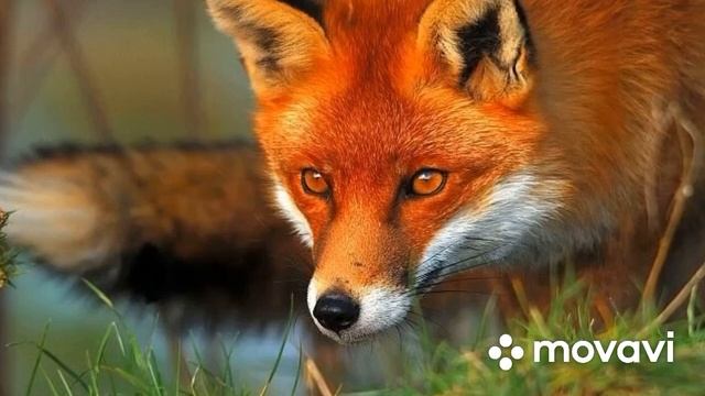 Биология 5-6 класс (Пасечник) аудио Параграф 1 «Биология -наука о живой природе»