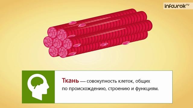 Общий обзор организма человека. Клеточное строение организма. Ткани
