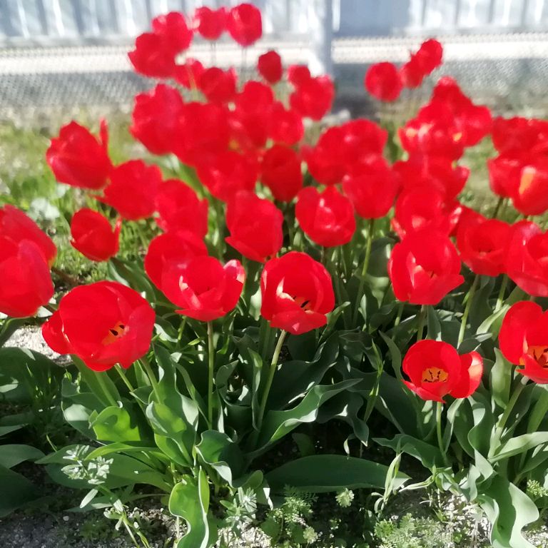 Ирина на Кубани