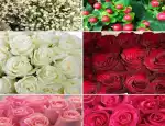 Магазин цветов 111 роз фото - доставка цветов и букетов