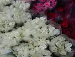 Магазин цветов Арт-гербера фото - доставка цветов и букетов