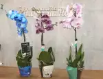 Магазин цветов Цветочная мастерская Наталии Новак фото - доставка цветов и букетов