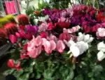 Магазин цветов Цветущий дворик фото - доставка цветов и букетов
