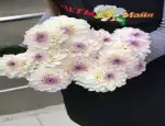 Магазин цветов Цветы Майя фото - доставка цветов и букетов