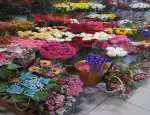 Магазин цветов Цветы от Романовых фото - доставка цветов и букетов