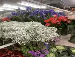 Магазин цветов Цветы прованса фото - доставка цветов и букетов