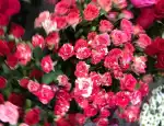 Магазин цветов Диана фото - доставка цветов и букетов