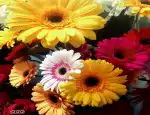 Магазин цветов Дон Бутон фото - доставка цветов и букетов