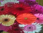 Магазин цветов Экспресс-цветы фото - доставка цветов и букетов