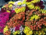 Магазин цветов Флорамаркт фото - доставка цветов и букетов