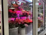 Магазин цветов France buket фото - доставка цветов и букетов