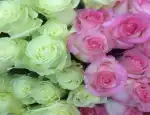 Магазин цветов Гортензия фото - доставка цветов и букетов