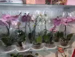 Магазин цветов Леди Флора фото - доставка цветов и букетов