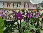 Магазин цветов Место радости фото - доставка цветов и букетов