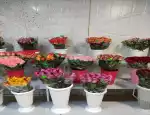 Магазин цветов Оптовая база цветов фото - доставка цветов и букетов