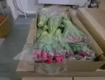 Магазин цветов Оптовая компания по поставкам тюльпанов и мимоз фото - доставка цветов и букетов