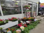 Магазин цветов Пальмовая коллекция в Битце фото - доставка цветов и букетов