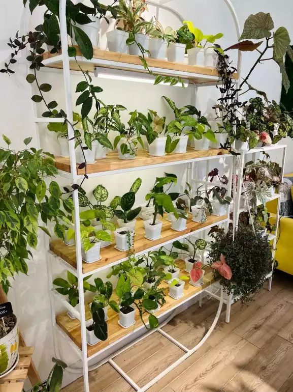 Магазин цветов Plant Shop фото - доставка цветов и букетов