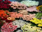 Магазин цветов Tsvetochniy фото - доставка цветов и букетов